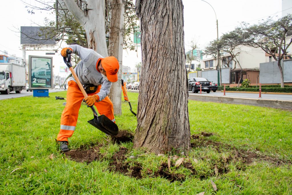 Municipalidad de Lima renovó más de 80,000 m2 de áreas verdes en las principales avenidas de la ciudad