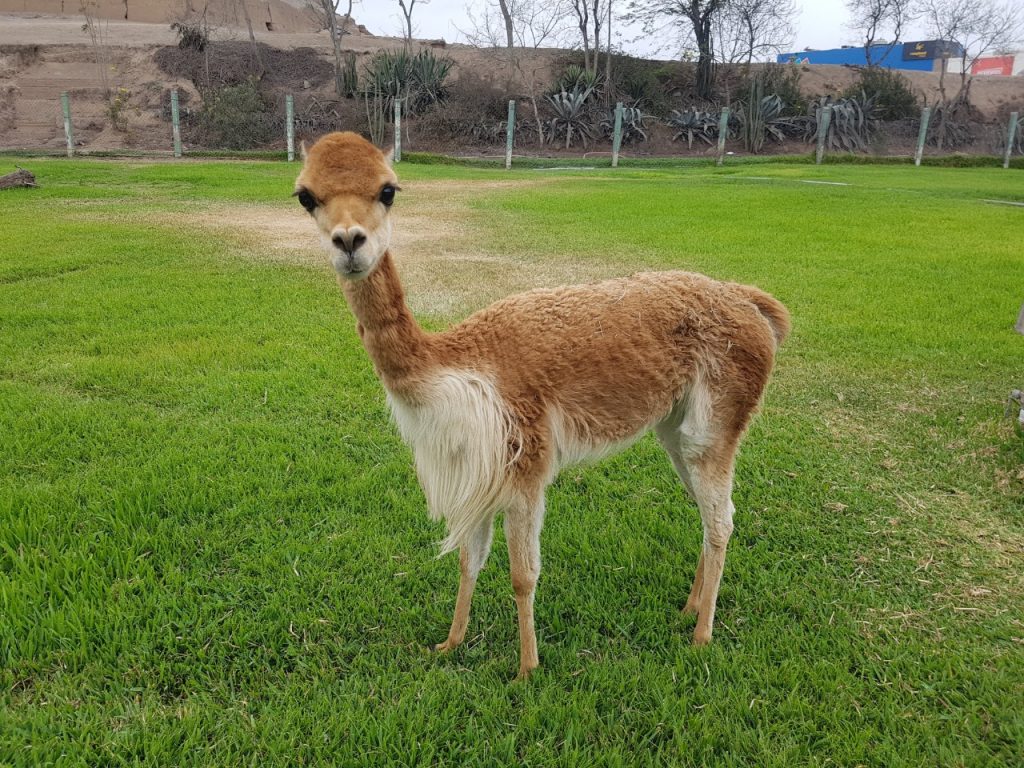 Parque de las Leyendas organiza actividades por el Día Nacional de la Vicuña