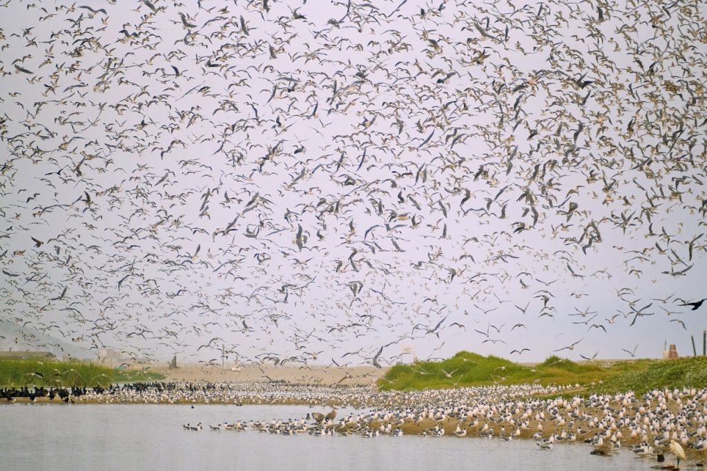 Festival de Aves de Lima: celebra la llegada de más de 100 mil a los Pantanos de Villa