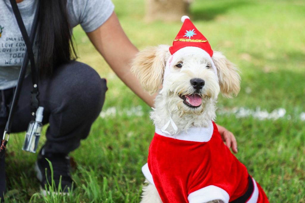Patitas en Navidad: desfila junto a tu perrito en el club zonal Huayna Cápac