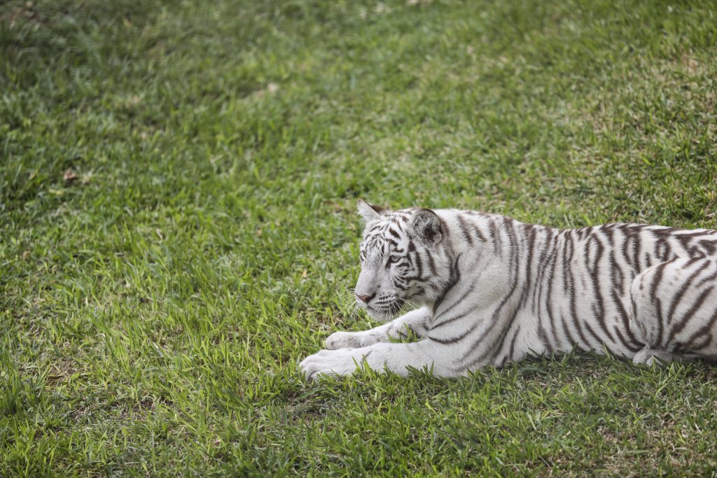 Año Nuevo Chino: conoce a los tigres de Bengala en el Parque de las Leyendas