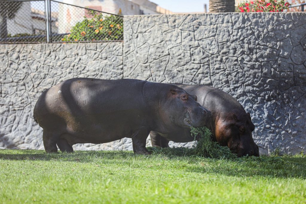 Día Mundial del Hipopótamo: conoce a esta especie en el Parque de las Leyendas