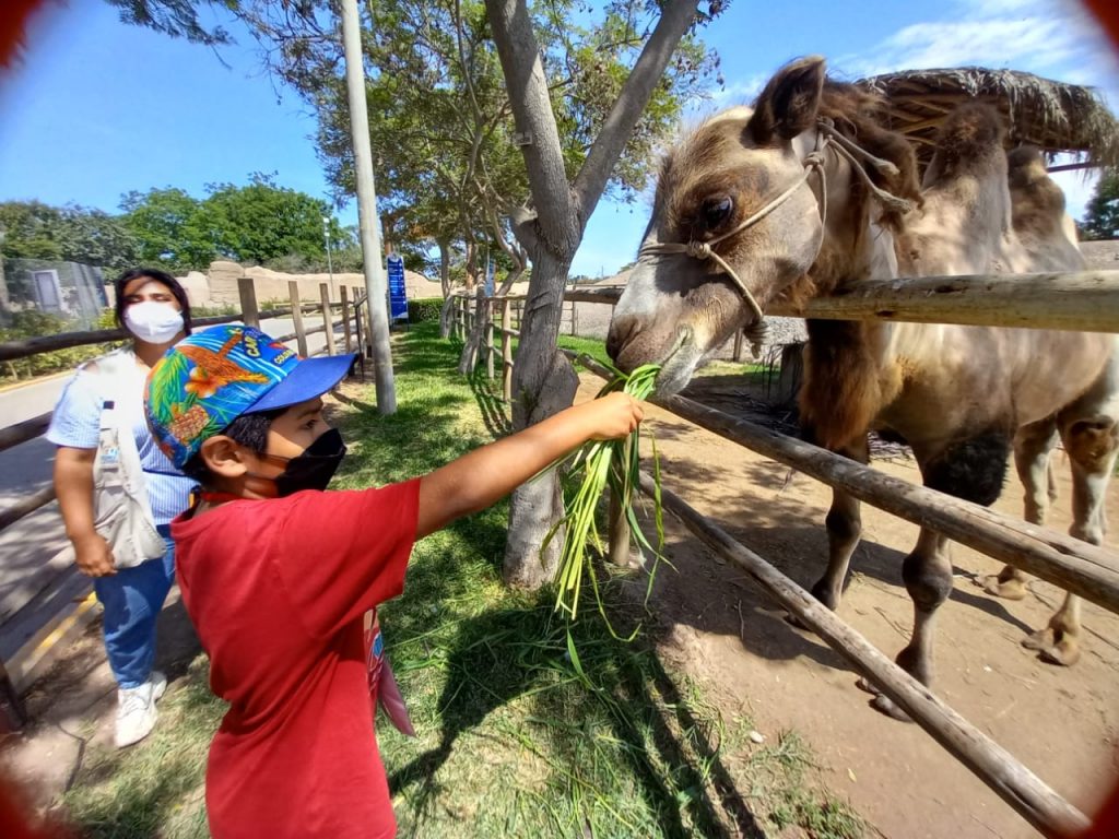 Parque de las Leyendas: niños y adolescentes disfrutaron al máximo del campamento de verano