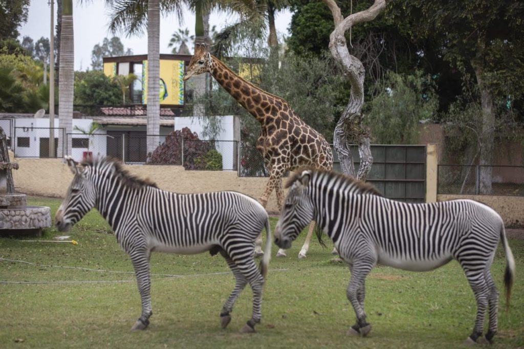 Día Mundial de la Vida Silvestre: Parque de las Leyendas ofrece actividades para toda la familia