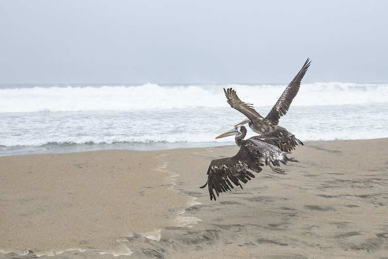 Parque de las Leyendas libera nuevo grupo de aves afectadas por derrame de petróleo en el litoral