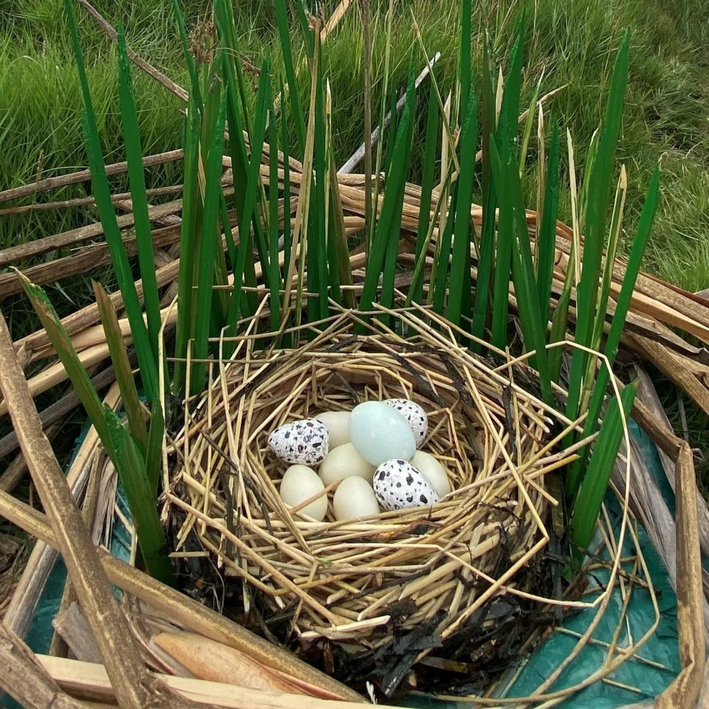 Exhibición de nidos de aves: elabora tu huevo de pascua en Pantanos de Villa